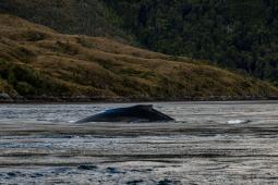 Ballena Jorobada 02 ©  Cristobal Olivares Greenpeace.jpg