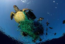 _Tortuga Atrapada Red Mar Mediterráneo © Greenpeace  Marco Care.jpg