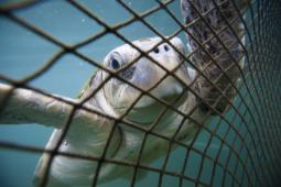 _Tortuga Golfina Caza Furtiva China © Paul Hilton Greenpeace.jpg