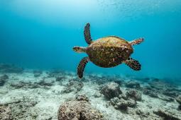Tortuga Carey © Tommy Trenchard Greenpeace.jpg