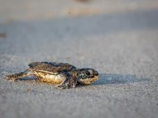 Tortuga Laud Cría © Jody Amiet Greenpeace.jpg