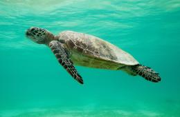 Tortuga Verde © Paul Hilton Greenpeace.jpg