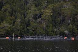 GPCH Salmonera Nova Austral Isla Capitan Aracena Punta Arenas  (4).jpg
