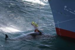 2005 Campaña Ballenas.jpg