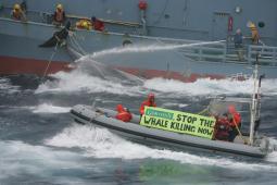 2006 Campaña Ballenas (2).jpg