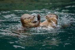 Chungungo © Cristina Harboe Greenpeace.jpg