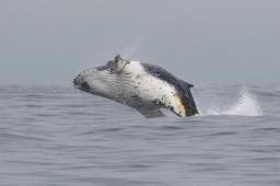 Ballena Jorobada Crédito Jonathan González Greenpeace.jpg