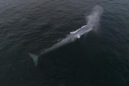 Ballena Sei © César Villarroel Greenpeace.jpg