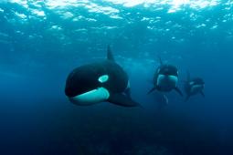 Orca © Robert Marc Lehmann  Greenpeace.jpg