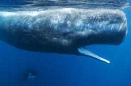 Cachalote © Paul Hilton Greenpeace.jpg