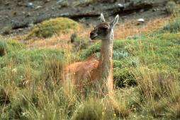 Guanaco © Greenpeace  Daniel Beltrá (2).jpg