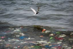 Contaminación Plástica Océanos © Daniel Müller  Greenpeace.jpg