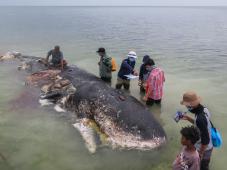 __Cachalote Muerto Desechos Plásticos Tailandia © WWF Indonesia Kartika Sumolang.jpg
