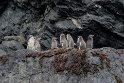 Pingüinos de Humboldt JYM_3458_b Crédito Jonathan González Greenpeace.jpg