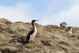 Pingüinos de Humboldt JYM_4385 Crédito Jonathan González Greenpeace.jpg