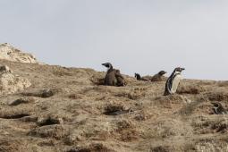 Pingüinos de Humboldt JYM_4414 Crédito Jonathan González Greenpeace.jpg