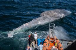 ____Ballena Azul Muerta por Colisión Foto de Craig Hayslip vía Wikimedia Crommons.jpg