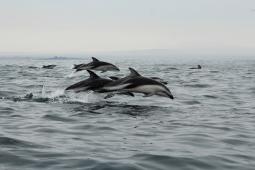 Delfines Oscuros © Jonathan González Greenpeace.jpg