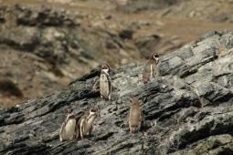 _Pinguinos de Humboldt © Jonathan González Greenpeace.jpg