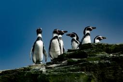 Pinguinos de Humboldt © César Villarroel Greenpeace.jpg