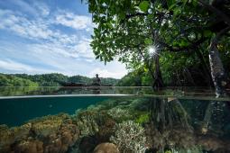 Arrecife de Coral y Manglar en Isla Yangeffo Indonesia © Wendy Mitchell Greenpeace.jpg