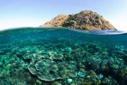 Arrecife de Coral en Isla Kanawa Indonesia © Paul Hilton Greenpeace.jpg