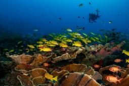 Buceo en Raja Ampat Indonesia © Nita Greenpeace.jpg