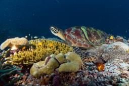 Tortuga Marina en Arrecife de Raja Ampat Indonesia © Nita Greenpeace.jpg