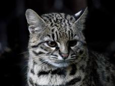 Gato de Geoffroy Foto de Matthew Wells en Flickr.jpg
