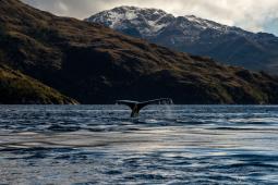 Ballena Jorobada Patagonia Chile Crédito Cristóbal Olivares Greenpeace.jpg