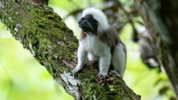 GPCO Mono Titi Cabeciblanco (Saguinus oedipus) @ Jose Ivan Cano Fundación Wild Colombia - Greenpeace.jpg