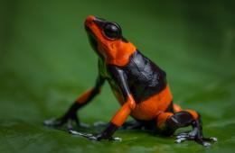 GPCO Rana venenosa de Lehmnann (Oophaga lehmanni) @ Heiler Uribe Parra - Greenpeace.jpg