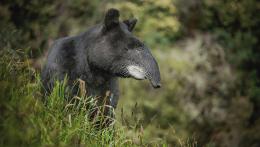 GPCO Tapir de Montaña (Tapirus pinchaque) @ Jose Ivan Cano Fundación Wild Colombia - Greenpeace.jpg