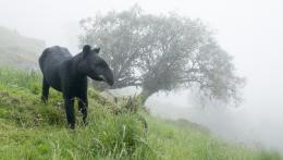 GPCO Tapir de Montaña (Tapirus pinchaque) @ Jose Ivan Cano Fundación Wild Colombia - Greenpeace (2).jpg