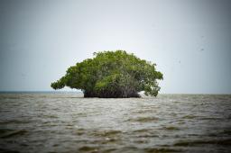 ___Manglar Santa Marta © Martin Katz Greenepeace.jpg
