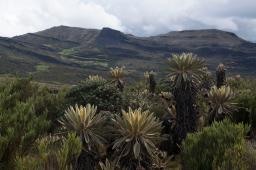 ___Páramo Frailejones Pisba en Colombia © Martin Katz Greenpeace (5).jpg