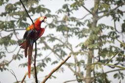 Guacamaya Bandera © Rogério Assis Greenpeace (3).jpg