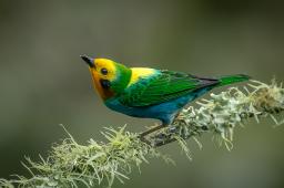 Tangara Multicolor @ Heiler Uribe Parra Greenpeace.jpg