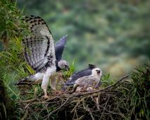 Águila Arpía Crédito Ferney Salgado Greenpeace.jpg