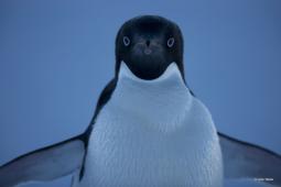 Adelie Penguin Portrait (Ross Sea, Antarctica) © John Weller.jpg