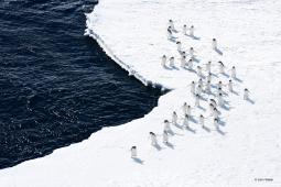 Adelie Penguins on the Ice Edge (Ross Sea, Antarctica) © John Weller.jpg
