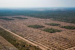 Deforestación en Cuarentena Formosa.jpg