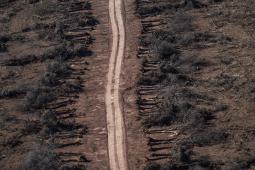 Deforestación Chaco Crédito Alejandro Espeche Greenpeace (2).jpg