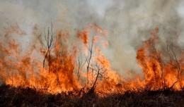 GPA Incendios Delta del Parana (12).jpg