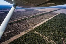 GPA Deforestación Chaco Julio 2021 (4).jpg