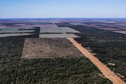GPA Deforestación Chaco Julio 2021 (5).jpg