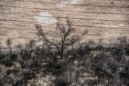 GPA Deforestación ilegal Santiago del Estero Diciembre 2021 (7).jpg