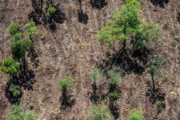 GPA Deforestación ilegal Santiago del Estero Diciembre 2021 (1).jpg