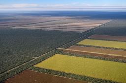 Desmontes en Gran Chaco 07 © Martin Katz Greenpeace.jpg