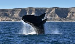 Ballena Franca Austral © Santiago Salimbeni  Greenpeace.jpg